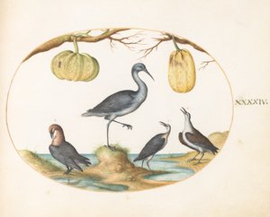 Tavola 44: Pettegola(?) e piovanelli con due zucche da Joris Hoefnagel