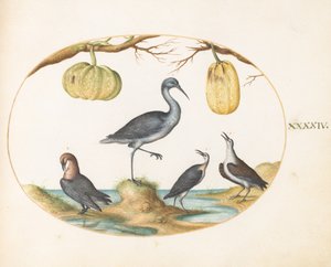  da Joris Hoefnagel