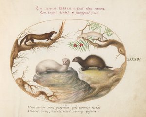 Tavola 44: Faina, visone e ermellino da Joris Hoefnagel