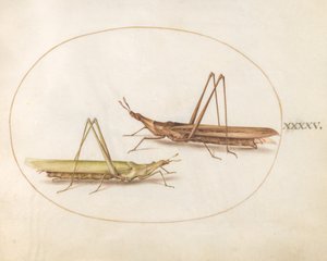 Tavola 45: Due cavallette dalla testa lunga(?) da Joris Hoefnagel