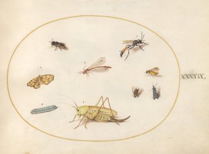 Piastra 49: Una cavalletta, un bruco, una farfalla, una falena e altri insetti da Joris Hoefnagel
