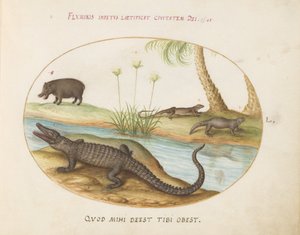 Un coccodrillo(?), un ippopotamo(?), e due lucertole con una pianta di papiro da Joris Hoefnagel