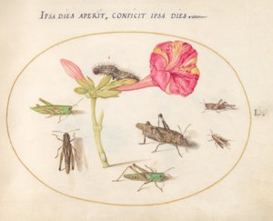 Tavola 50: Cavallette, un bruco e un insetto con un fiore delle quattro da Joris Hoefnagel