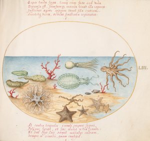 Tavola 53: Cetrioli di Mare, Corallo, Polpo, Stella Marina, Calamaro e Altri Animali Marini