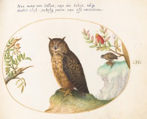 Tavola 54: Un Gufo, con un Secondo in Lontananza che Mangia un Coniglio da Joris Hoefnagel