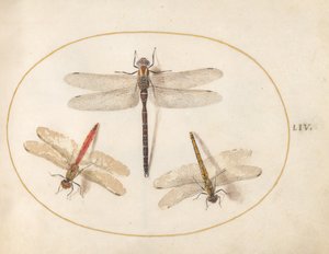 Tavola 54: Libellula pelosa e due darters