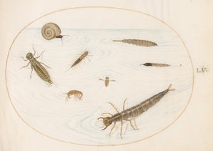 Tavola 55: Insetti e invertebrati acquatici, inclusa una lumaca da Joris Hoefnagel