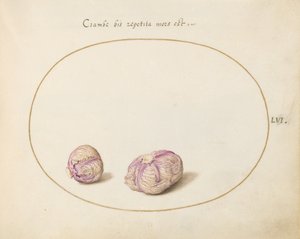 Piatto 56: Due teste di cavolo