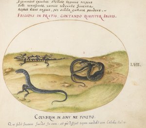 Piatto 57: Un Serpente, una Salamandra di Fuoco e una Creatura Serpentina con Due Gambe da Joris Hoefnagel