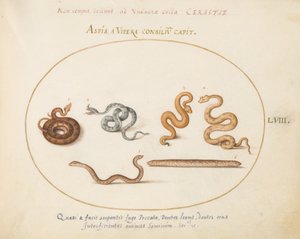 Tavola 58: Aspidi e vipere