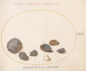 Piatto 58: Conchiglie, inclusa Abalone(?) da Joris Hoefnagel