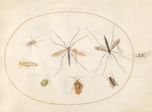 Tavola 59: Sette Insetti, Inclusi un Cimice della Biancospino, Tipule e un Sirfide da Joris Hoefnagel