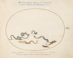 Tavola 59: Serpenti e una lucertola