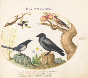 Tavola 60: Gazza, corvo e cardellino da Joris Hoefnagel