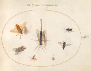 Tavola 61: Sette Insetti, Inclusi Mosche da Joris Hoefnagel