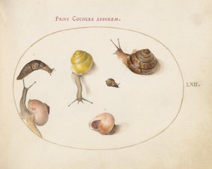 Tavola 62: Una lumaca con chiocciole