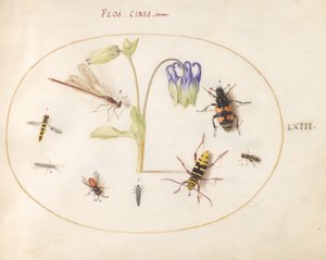Tavola 63: Una libellula, un longicorno maculato, un necroforo e altri insetti con un aquilegia blu e bianca da Joris Hoefnagel