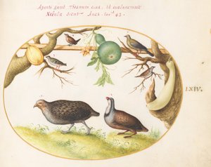 Tavola 64: Due Pernici, uno Scricciolo e Altri Uccelli da Joris Hoefnagel