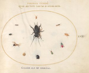 Tavola 65: Un grillo circondato da insetti