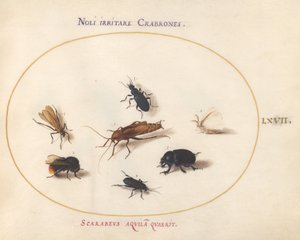 Tavola 67: Sette insetti, tra cui una farfalla bianca e un