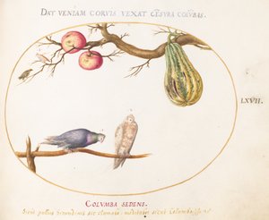 Tavola 67: Due colombe sotto una zucca e mele