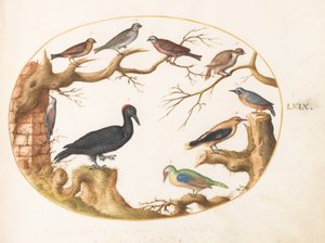 Tavola 69: Picchio nero, Picchio verde europeo, Picchio muratore e altri uccelli da Joris Hoefnagel