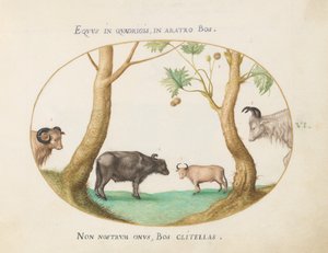 Tavola 6: Una Varietà di Buoi con un Ariete e un Bufalo d