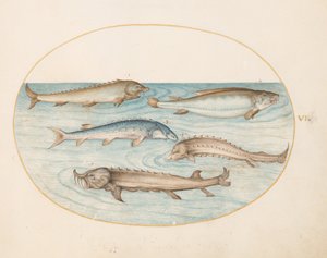 Tavola 6: cinque pesci gatto e storione (?) da Joris Hoefnagel