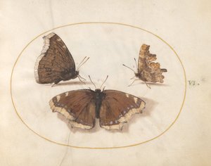 Tavola 6: Due Vedute di una Farfalla Mourning Cloak (Bellezza di Camberwell) con una Farfalla Comma