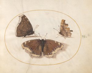  da Joris Hoefnagel
