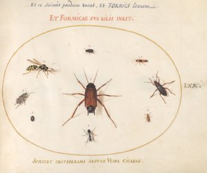 Piatto 70: Un pesce circondato da insetti da Joris Hoefnagel