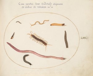Tavola 70: Verme, centopiedi, millepiedi e altre creature lunghe da Joris Hoefnagel