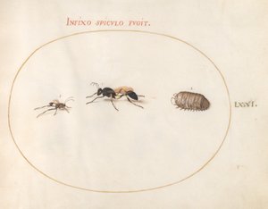 Tavola 71: Due vespe e un porcellino di terra da Joris Hoefnagel