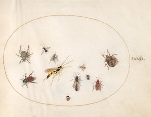 Piatto 72: Cimice, Cimice della cannella, Vespa e altri insetti da Joris Hoefnagel