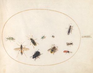 Tavola 73: Dieci Insetti da Joris Hoefnagel