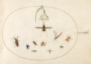 Tavola 77: Sfinge colibrì con un fiore bianco, punteruoli blu e verdi e altri insetti da Joris Hoefnagel