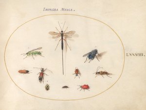 Tavola 78: Dieci insetti, inclusa una mosca blu da Joris Hoefnagel