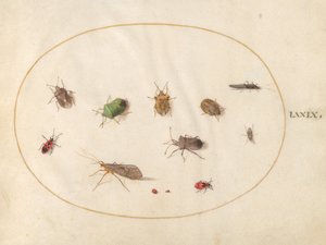 Tavola 79: Dodici insetti, inclusi cimici da Joris Hoefnagel