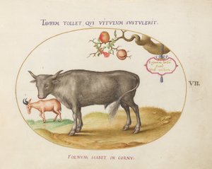 Tavola 7: Un toro e un animale con le corna da Joris Hoefnagel