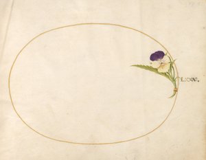 Tavola 80: Viola viola e gialla