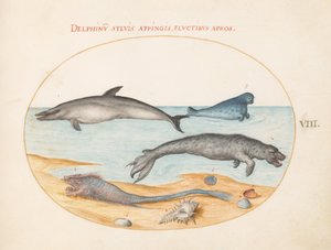 Tavola 8: Un Delfino, Due Foche, un Brethmechin e Conchiglie da Joris Hoefnagel