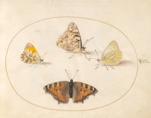 Tavola 8: Farfalle Punta d