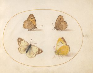 Tavola 9: Farfalle Meadow Brown, Gatekeeper, Clouded Yellow e Bath White