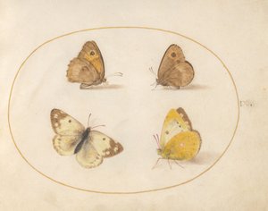  da Joris Hoefnagel