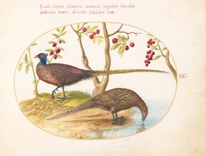 Tavola 9: due fagiani con piante fruttifere da Joris Hoefnagel