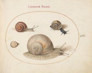 Lumaca, c.1575-80