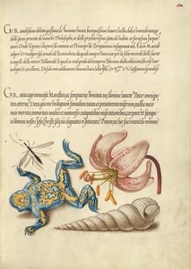 Moscerino d