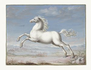 Cavallo bianco