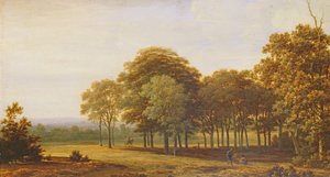 Strada nel bosco