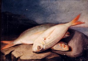 Spagnolo: Bodegón de peces da José Arias Ramírez